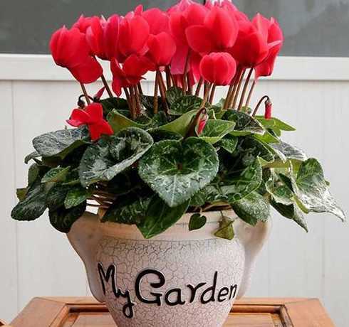 什么植物冬季养在卧室 卧室适合养什么植物