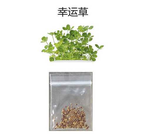 春季适合播撒什么草籽 狗牙根混播黑麦草方法
