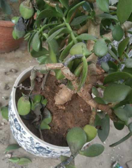 玉树为什么叶子都掉了 玉树叶子为什么会干瘪发软掉叶子呢