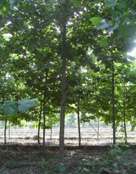 悬铃木是什么分枝类型 都有什么种类的树