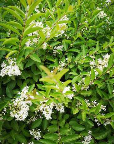 小叶女贞树别名叫什么 关于小叶女贞树的介绍