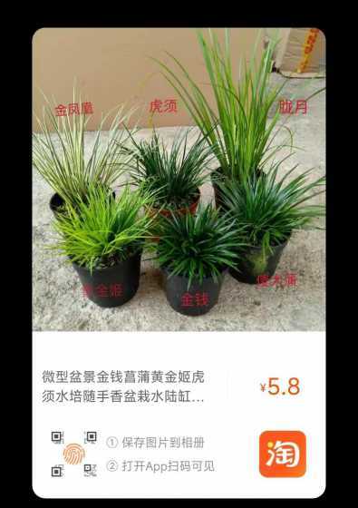 金钱菖蒲室内怎么养殖 金钱菖蒲水培养殖方法