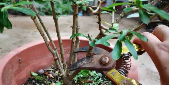 盆栽看石榴树怎么剪枝 石榴树怎样剪枝(盆栽石榴树修剪图解)