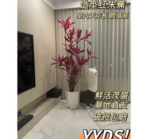 红叶朱蕉怎么用土栽培 红叶朱蕉怎么养,红叶朱蕉怎么养知识