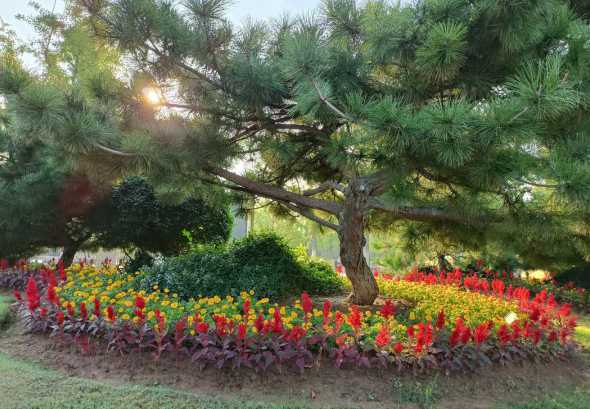 南方门口花坛栽什么树 大门口种什么树能旺财