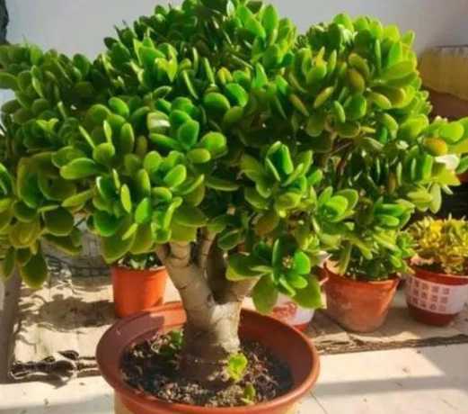 盆栽玉树怎么修才好看 盆栽玉树的养殖方法和注意事项