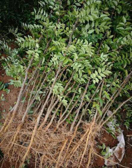 什么时间适合栽花椒苗 花椒苗什么时候移栽