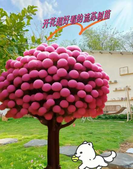 流苏树在什么地方最多 中国有多少流苏树