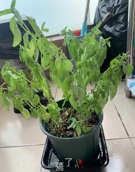 绿色的树叶为什么会掉 秋天来了 ,路上掉落了很多树叶,你知道树叶为什么会掉落吗