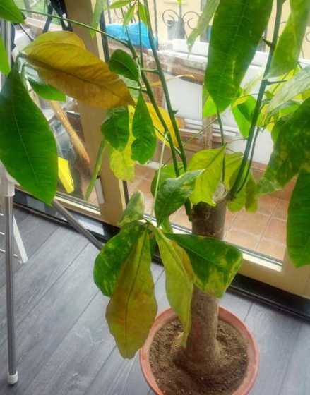 发材树叶子发黄怎么办 发财树叶子发黄怎么处理怎么补救