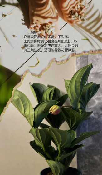 宝莲灯花在北方怎么养 宝莲灯花好养吗养殖方法和养护要点