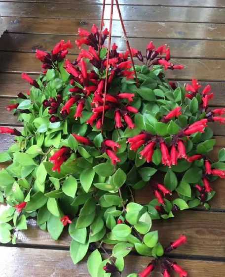 口红吊兰秋季怎么养护 口红吊兰的养护方法