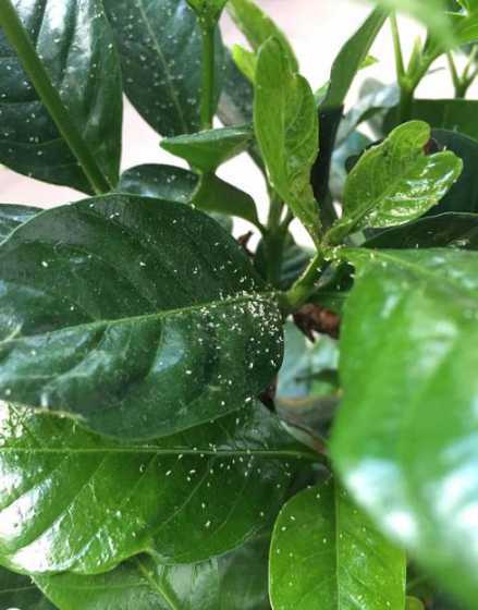 栀子花长蚜虫了怎么办 我养的栀子花长腻虫了该怎么办