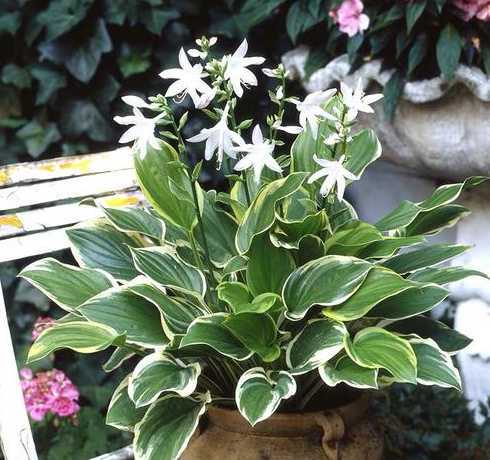 盆栽玉簪花冬季怎么养 玉簪花在盆栽上怎么栽培管理