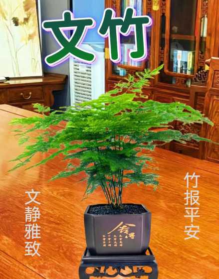 古代文竹的寓意是什么 文竹的寓意