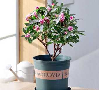 冬天适合种什么盆栽花 适合冬季养的盆栽植物