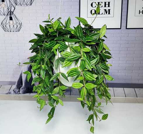 钻石翡翠植物怎么养护 钻石翡翠植物怎么养