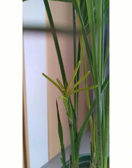 富贵椰子什么时候开花 富贵椰子开花吗,开花什么样子