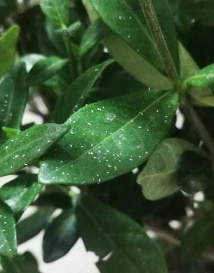 什么植物的叶子有白点 家里植物叶子上沾满了白色小点点,应该是虫子,怎么办