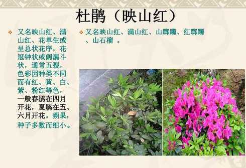 杜鹃对环境有什么作用 杜鹃的生长环境