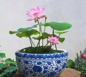 荷花缸适合养什么植物 鱼缸上面适合放什么植物