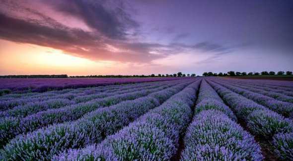 薰衣草薰衣草怎么种植 薰衣草怎么种植,薰衣草种子种植方法(4个步骤)