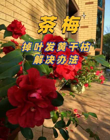 茶梅的花语是什么意思 茶梅的花语