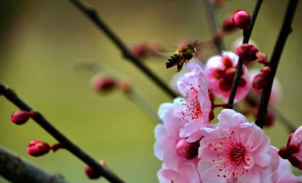 广东养什么梅容易开花 深圳适合养什么花