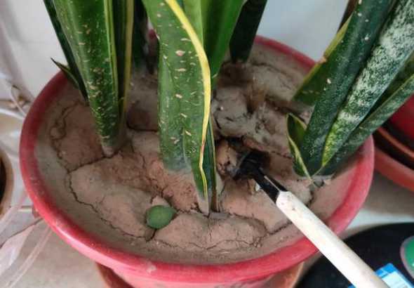 养花的土板结了怎么办 花盆的土壤板结还能用吗花卉栽培的土壤板结做好了怎么办