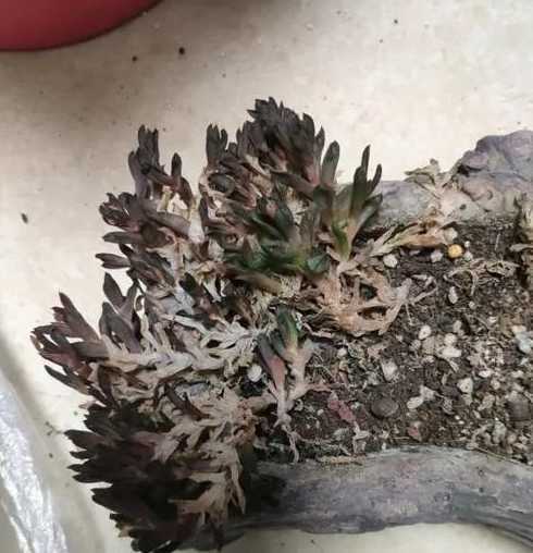 玉露冬天烂根怎么处理 玉露烂根怎么办 补救方法有哪些