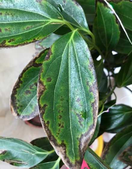 平安树黄叶子怎么回事 平安树叶子黄是怎么回事