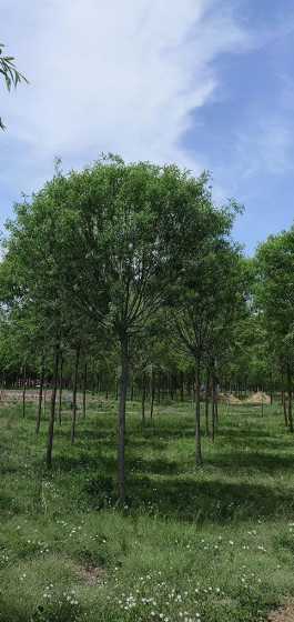 馒头柳80公分什么价 什么风景树价值高