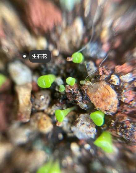 生石花发芽后怎么样养 生石花播种发芽后怎么护理