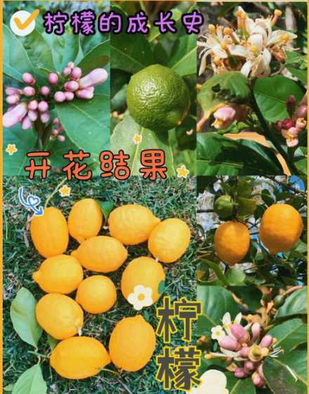 柠檬怎么摘除多余的花 柠檬树花蕾应该保留多少