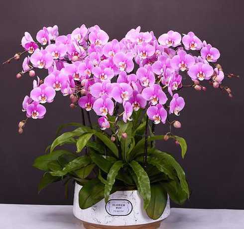 过生日送什么盆栽的花 生日送什么花