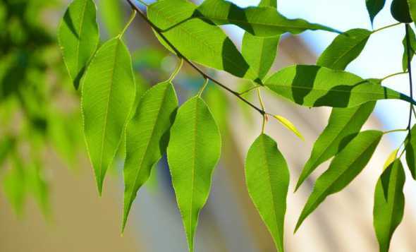 为什么桃花树叶会消失 迷你世界为什么把桃花树叶就那样放那,过久了会消失