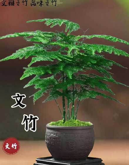 文竹适合摆在什么地方 文竹摆放在哪里招财 文竹在家的摆放位置
