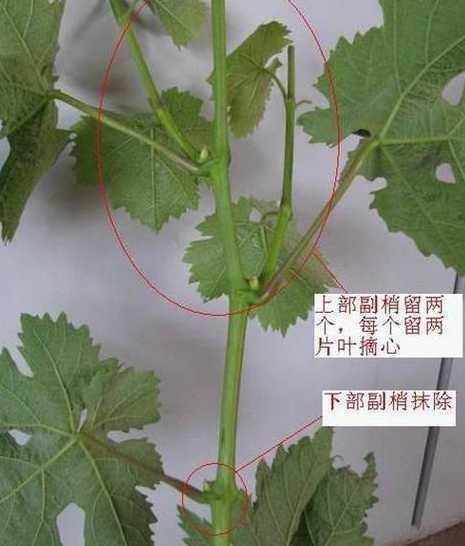葡萄下架时候怎么剪枝 葡萄树什么时候剪枝最好,怎样剪