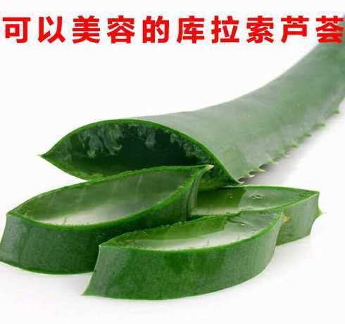 新鲜芦荟叶子怎么加工 切下来多余的芦荟叶片怎样处理