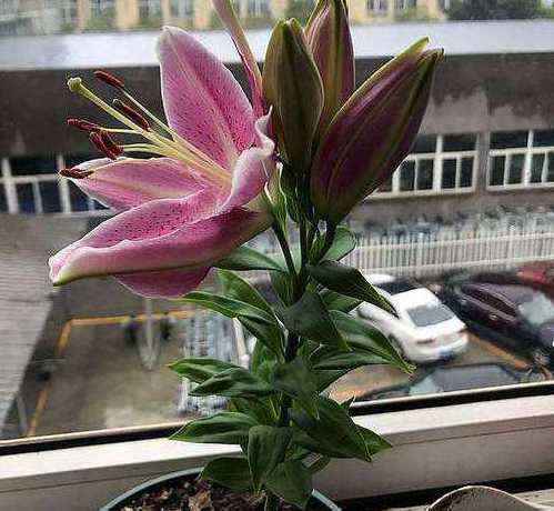 屋里为什么不能放百合 百合花适合放在屋里吗