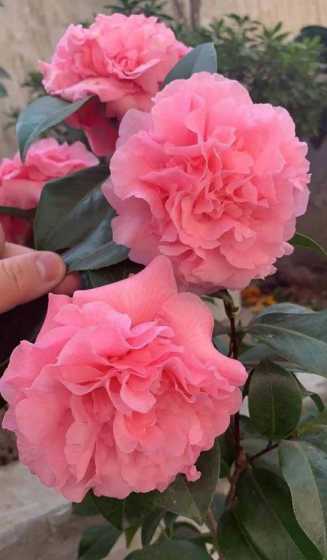 什么植物放在室外抗冻 耐寒的植物有哪些