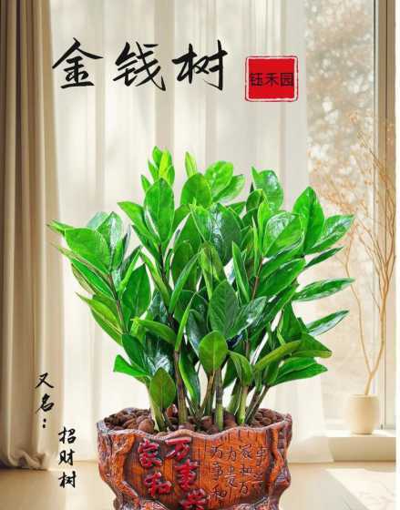 金钱树怎么样养会茂盛 金钱树怎么养才茂盛 6招让金钱树长得粗壮茂盛的妙招