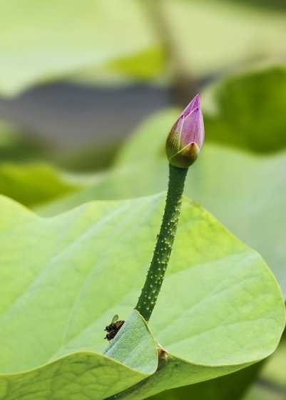 荷花花苞代表什么意思 摘下来的荷花花苞可以开花吗
