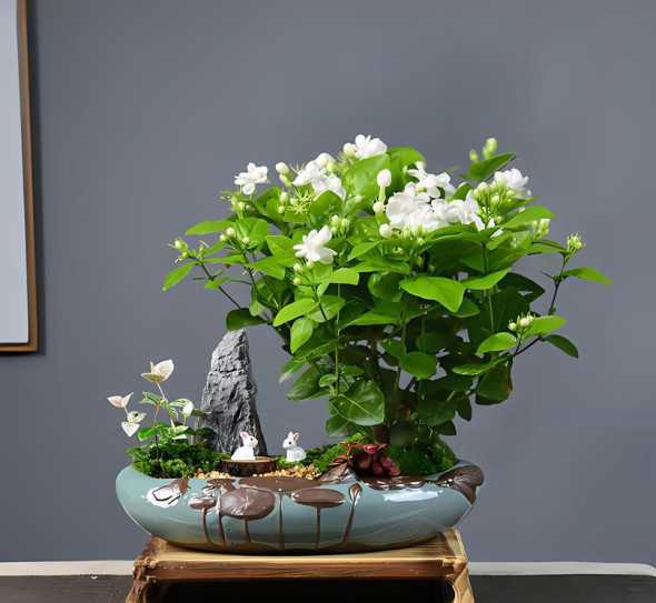 盆栽茉莉冬天怎么浇水 茉莉花冬季怎么养