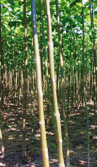 种植泡桐树的前景如何 泡桐树可以在沙漠种植吗