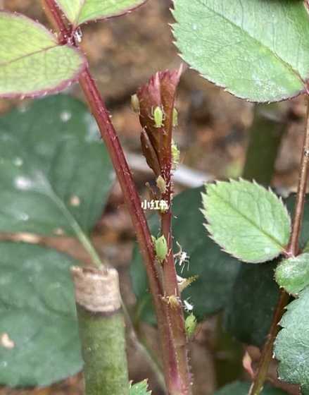 为什么蚜虫会在蔷薇花 蔷薇花怎么养