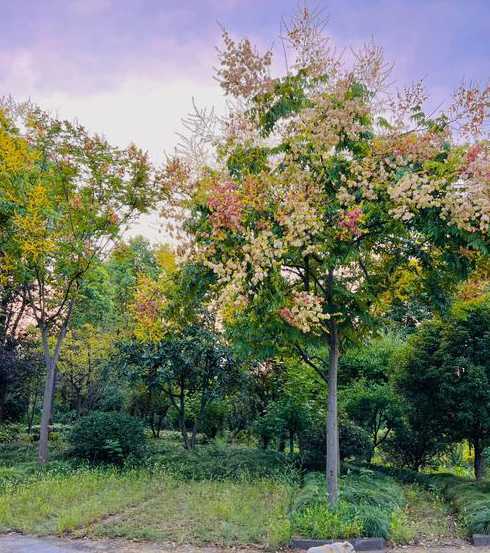 黄山栾树属于什么乔木 什么是栾树