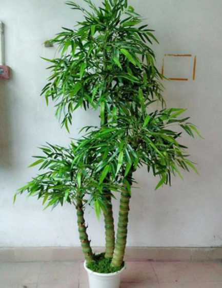 什么竹适合室内养殖吗 竹类植物能在室内养殖吗