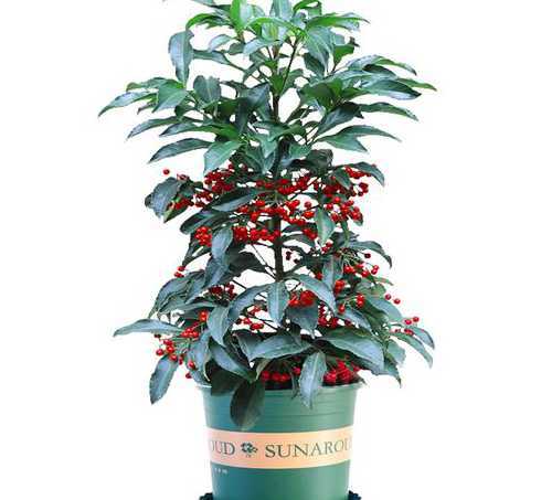 富贵籽用什么盆栽好看 富贵籽的养殖方法和注意事项 盆栽