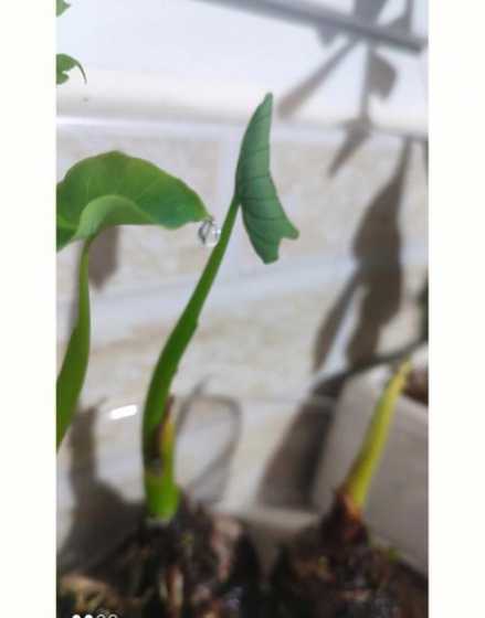 芋头的叶子为什么滴水 滴水观音和芋头的区别